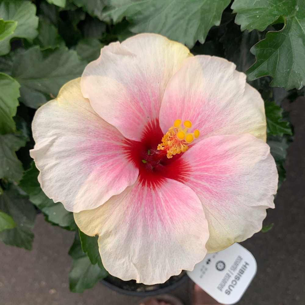 Pink and Cream Hibiscus Tropical Plant